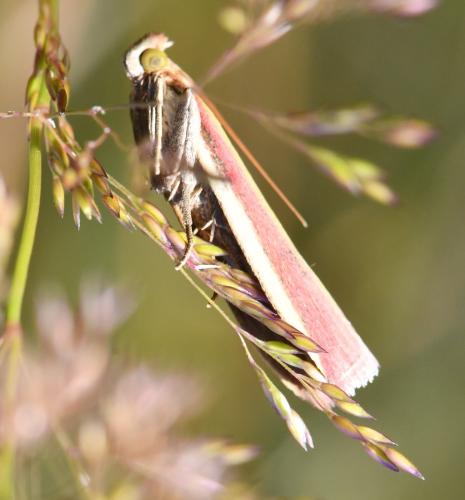 Oncocera semirubella